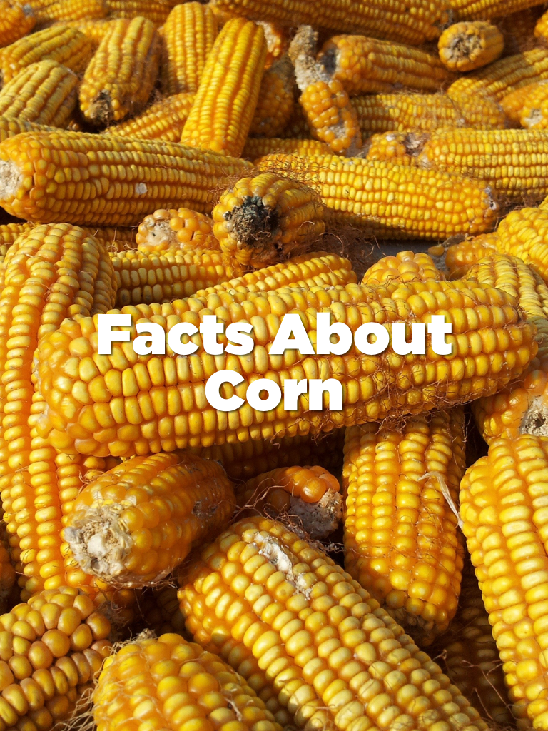 Facts about Corn